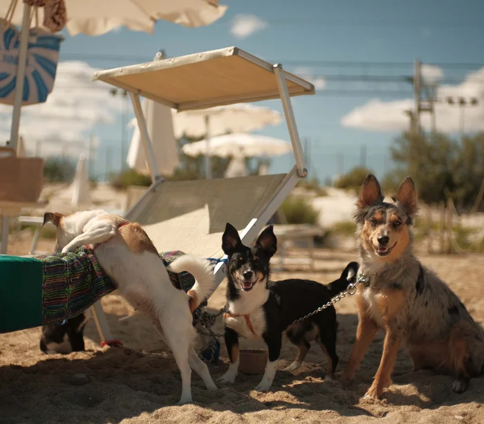 Un resort sul Conero con spiaggia privata Tre cani sulla spiaggia legati vicino a un lettino e ombrelloni