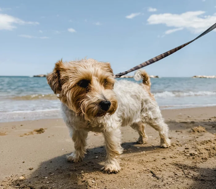 Un resort sul Conero con spiaggia privata cane marrone e bianco al guinzaglio sulla spiaggia sabbiosa vicino al mare
