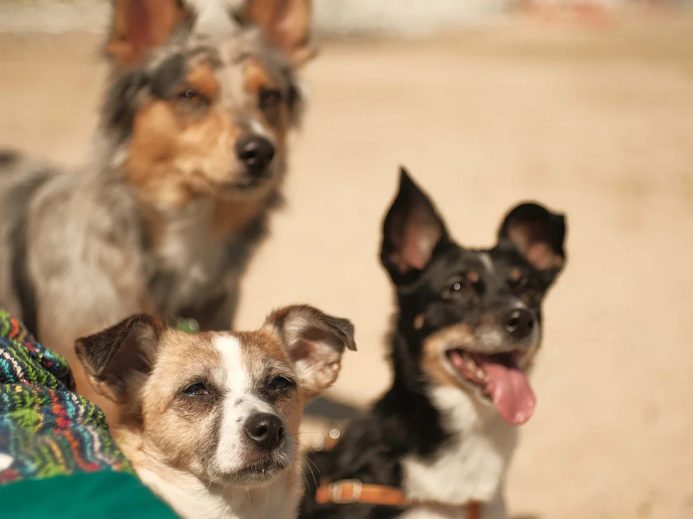 Gli eventi al Natural Village Resort Tre cani su una spiaggia sabbiosa con uno coperto da una coperta colorata