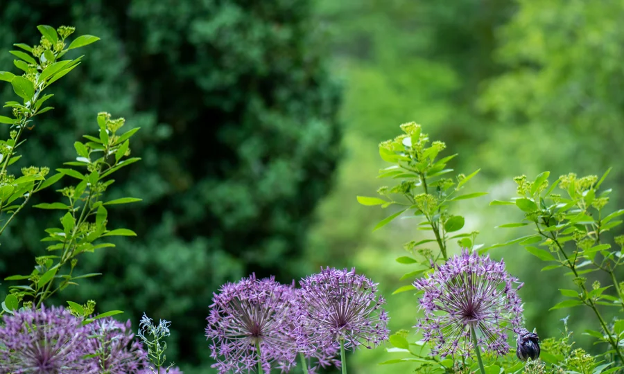 Resort al mare: pronti per un’escursione sul Conero? Fiori violetti e piante verdi in un giardino rigoglioso