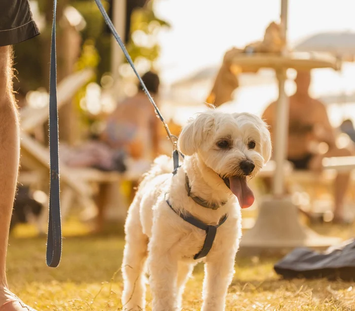 Una vacanza al mare sul Conero Piccolo cane bianco al guinzaglio in un prato soleggiato