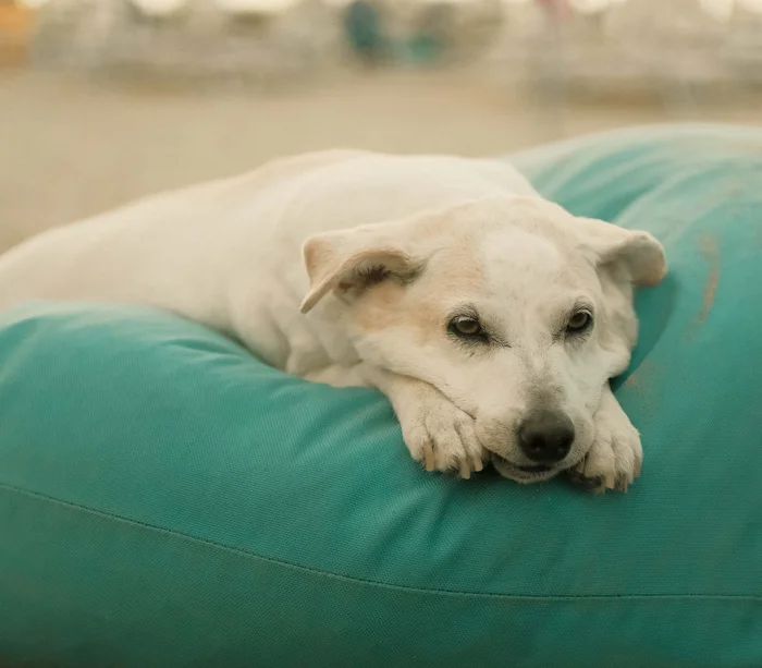 Un resort sul Conero con spiaggia privata Cane bianco sdraiato su un cuscino blu sulla spiaggia.