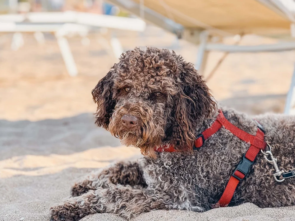 Una vacanza al mare sul Conero Cane marrone riccio con pettorina rossa sdraiato sulla sabbia in spiaggia