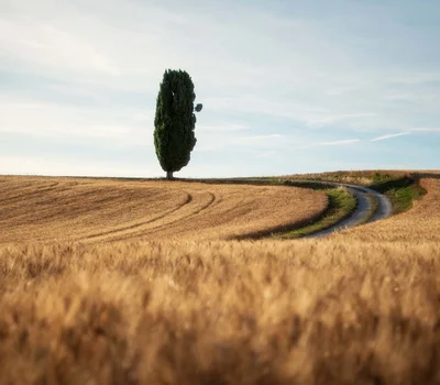 Una vacanza in gravel bike nelle Marche Campo di grano dorato con un singolo cipresso e sentiero tortuoso