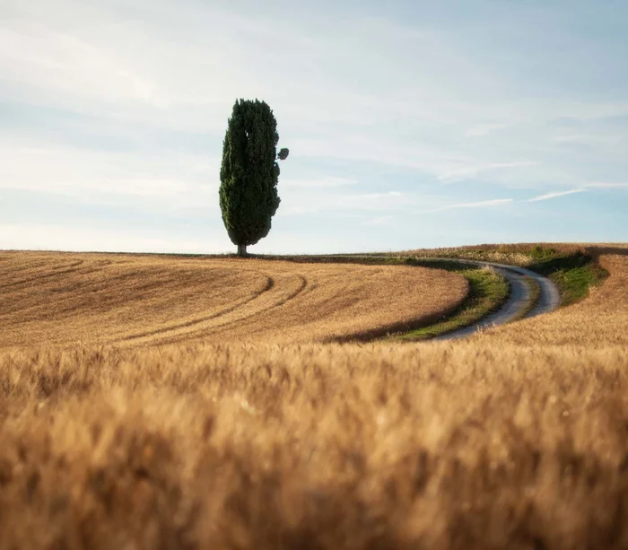 Una vacanza nelle Marche: terra di emozioni Campo di grano dorato con un singolo cipresso e sentiero tortuoso