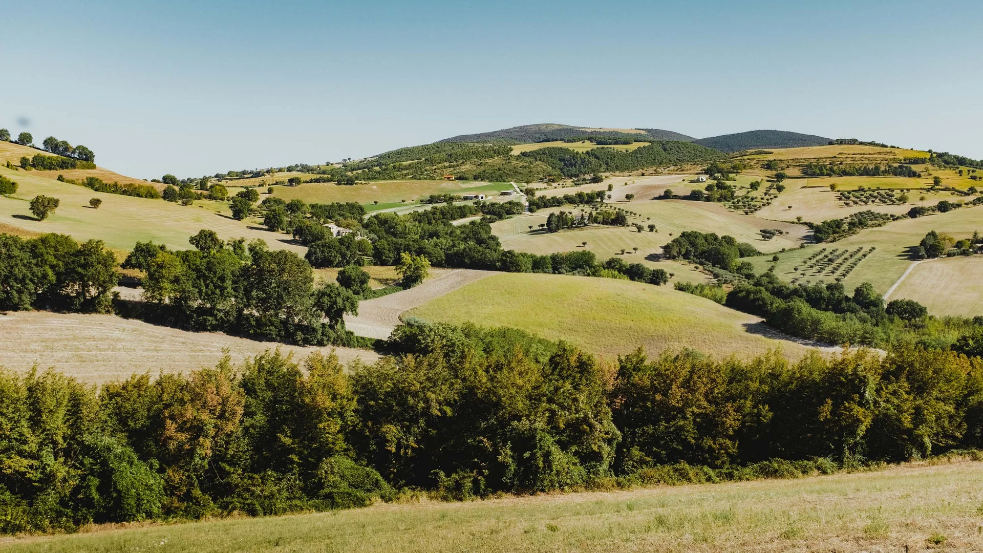 Il Parco Regionale del Conero e non solo Paesaggio collinare con campi verdi e alberi sotto cielo azzurro