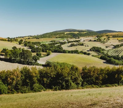 Una vacanza in gravel bike nelle Marche Paesaggio collinare con campi verdi e alberi sotto cielo azzurro