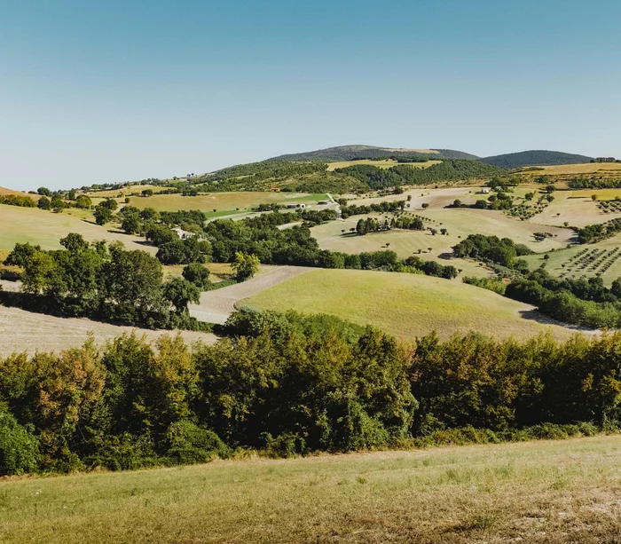 Una vacanza nelle Marche: terra di emozioni Paesaggio collinare con campi verdi e alberi sotto cielo azzurro