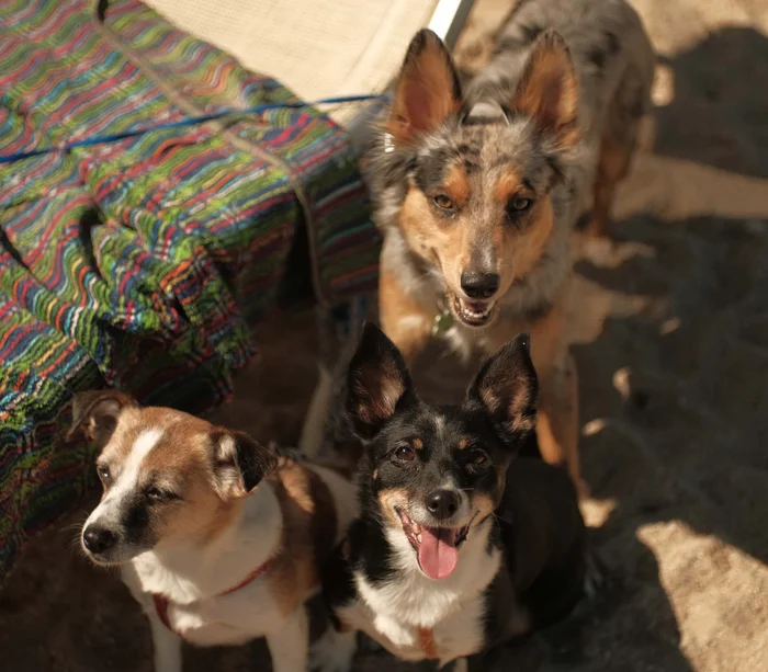Un villaggio nelle Marche sul mare: il Natural Village Resort Tre cani di diverse taglie seduti sulla sabbia vicino a una sedia a sdraio