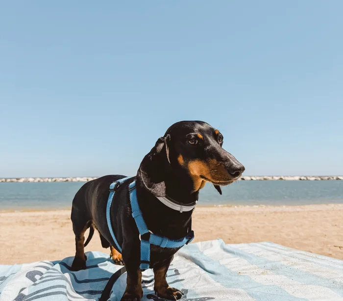 Un villaggio nelle Marche sul mare: il Natural Village Resort Bassotto nero con pettorina blu su asciugamano in spiaggia al mare
